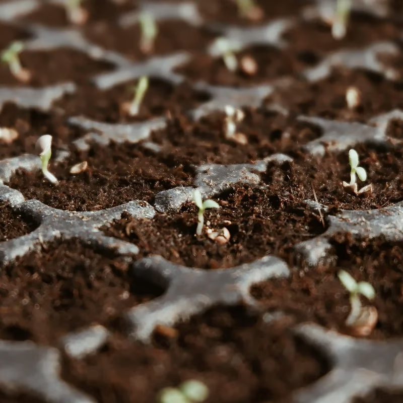 🔥 LAST DAY 49% OFF 🌱 Premium Organic Coconut Coir Bricks For Plants